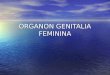 Organon Genitalia Feminina