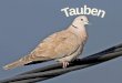 Tauben (Powerpoint-Karaoke)