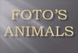 Animal fotoses - Animals