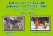 Darko vom Holzland geboren am 21.01.2004 Gringo vom BayertorZidaya vom Welland Meine Eltern Züchter: Andreas Pflugmacher