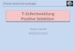 T-Zellentwicklung Positive Selektion Sonja Lacher WS2010/2011 Mastermodul Immunologie