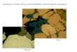 Nachtrag zur letzten Übung: Dünnschliffbilder unterschiedlicher Sandsteine 1mm 300 µm