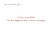 Andropathologie 2 Hodenhypoplasie Hodendegeneration, - fibrose, - atrophie 1