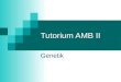 Tutorium AMB II Genetik. Taufliege – ein Modellorganismus Drosophila melanogaster 4 Chromosomenpaare (Weibchen: 3 Autosomenpaare + XX, Männchen: 3 A