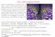 11. Vorlesung WS 2006/07Softwarewerkzeuge1 V11 Zellsimulationen Nerven-Verbindung (synaptischer Spalt). Nach seiner Auschüttung bindet der Neurotransmitter