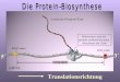 Wachsende Polypetid-Kette mRNA Ribosomen sind die protein-synthetisierenden Maschinen der Zelle 5´ 3´ Translationsrichtung