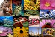 Www.cbd.int/2010. Internationales Jahr der Biodiversität Ausgerufen von der Vollversammlung derUN (61/203), Eine Gelegenheit für die biodiversity community