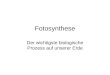 Fotosynthese Der wichtigste biologische Prozess auf unserer Erde