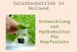 Salatbaubetrieb in Holland Entwicklung von Hydrokultur für Kopfsalate