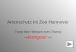 Artenschutz im Zoo Hannover Teste dein Wissen zum Thema >> Bartgeier