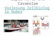 Lipid Rafts und Cavaeolae Vorlesung Zellbiologie Huber Vorlesung Zellbiologie Huber