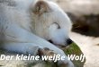 Der kleine weiße Wolf. In einem Zoo lebte ein Rudel Wölfe. Es ging ihnen nicht schlecht, denn sie hatten hier immer genug zu fressen. In ihrem Gehege