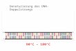 Denaturierung des DNA-Doppelstrangs 90°C – 100°C