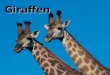 Giraffen. Die Giraffe 9 Giraffenarten (Giraffa) Einige Arten: Netzgiraffe Massaigiraffe Rotschildgiraffe Angolagiraffe Unterscheidung: Merkmale, Verbreitung,