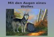 Mit den Augen eines Wolfes Copyright by L.Schober 2008