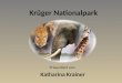 Krüger Nationalpark Präsentiert von: Katharina Krainer