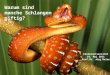 © 2011 Jürg Meier WARUM SIND MANCHE SCHLANGEN GIFTIG? Kinderuniversität 17. und 19. Mai 2011 Wie essen Schlangen ? Was haben die Zähne mit der Giftigkeit