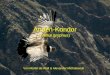 Anden-Kondor (vultur gryphus) Von Martin de Wall & Alexander Michalowski