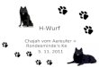 H-Wurf Chajah vom Aareufer + Rondesmindes Kenay 5. 11. 2011