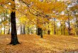 DRAUßEN IST BLÄTTERFALL der Wald Der Herbst +
