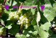Der Weinstock. Weintrauben wachsen auf Weinstöcken Die süßen und saftigen Weintrauben wachsen auf Weinstöcken. Mit seinen weit verzweigten Wurzeln hält