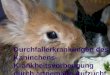 Paulus, LV-Referent für Schulungen Durchfallerkrankungen des Kaninchens- Krankheitsvorbeugung durch artgemäße Aufzucht