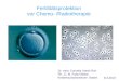 Fertilitätsprotektion vor Chemo- /Radiotherapie Dr. med. Cornelia Urech-Ruh Ph..D. M. Fahy-Deshe Kinderwunschzentrum Baden 8.4.2013