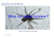 Naturama Bildung Was ist eine Spinne? Klicke, um weiter zu kommen