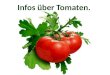 Infos über Tomaten.. Die Tomate ist ein Nachtschat- tengewächs