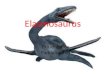 Präsentation Paddelsaurier Elasmosaurus Feinde/Nahrung und und und Der Elasmosaurus lebte in der späten Kreide in Asien und Nordamerika. Gewicht:450-460kg