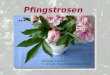Pfingstrosen … Musikalisch vertont : H. Zimmer - True Romance Soundtrack