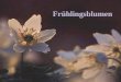 Frühlingsblumen. Frühblütler im Wald und auf der Wiese / 1 Seite 2 Seidelbast Huflattich Krokus Märzenglöcklein Schnee- glöcklein Schlüssel- blume Lungenkraut