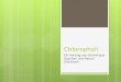 Chlorophyll Ein Vortrag von Dominique Gaschen und Pascal Störzbach