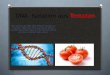DNA Isolation aus Tomaten Wie wäre es die DNA einer Pflanze sichtbar zu machen? Wäre das nicht spannend? Dieses simple Experiment lässt uns die Tomate