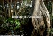 Projekte im Amazonas Daten über den Amazonas Größe: über 5 Mio. km² Am Amazonas Leben die Hälfte aller Tier- und Pflanzenarten Das zentrale Becken, das