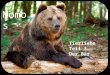 Momo s Tierliebe Teil 3 Der Bär Für bedrohte Wildtiere brechen wieder bessere Zeiten an, darunter befinden sich auch die Braunbären. Die Familie der