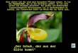 Hier möchte ich dir eine ganz besondere Pflanze zeigen. Es ist der Frauenschuh, der zu den Orchideen gehört. Er ist sehr selten und deswegen geschützt