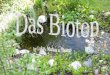 Entwicklung der Pflanzen Wasserpflanzen Sumpfdotterblume Binsen Rohrkolben Pfennigkraut Wasserschwertlilie