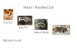Haar-Raubwild Fuchs Dachs Waschbär Marderhund. Systematik Klasse Säugetiere (Mammalia) OrdnungRaubtiere (Carnivora) ca. 200 Arten FamilieHunde (Canidae)