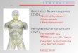 Anatomische Einteilung Zentrales Nervenssystem (ZNS) Peripheres Nervensystem (PNS) -Gehirn (Cerebrum) -Rückenmark (Medulla spinalis) -Hirnnerven