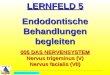 All Copyrights by P.-A. Oster ® LERNFELD 5 Endodontische Behandlungen begleiten 005 DAS NERVENSYSTEM Nervus trigeminus (V) Nervus facialis (VII)