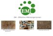 EM - Effektive Mikroorganismen Milchsäurebakterien Hefen Photosynthetische Bakterien
