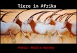 Tiere in afrika