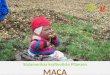 Maca - Südamerikas kraftvollste Pflanzen