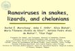 Ranaviruses in snakes, lizards and chelonians