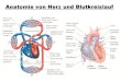 Herz Und Blutkreislauf