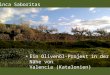 Finca Saboritas - ein Olivenöl Projekt in der Nähe von Valencia, Spanien