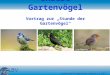 Unsere Gartenvögel Vortrag zur „Stunde der Gartenvögel“