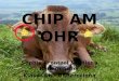 CHIP AM OHR Sophie Krentzel & Helena Radermacher Klasse 6b - DSBarcelona 2012