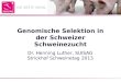 Genomische Selektion in der Schweizer Schweinezucht
